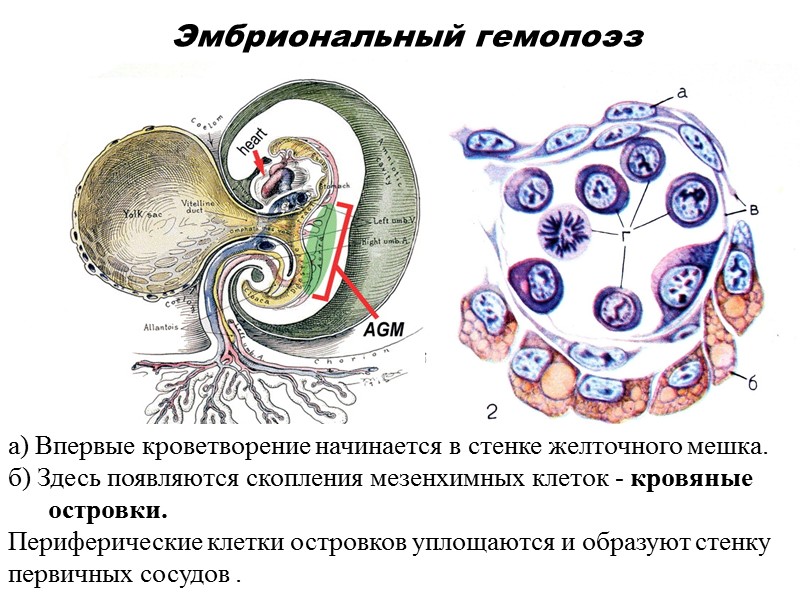 Эмбриональный гемопоэз а) Впервые кроветворение начинается в стенке желточного мешка. б) Здесь появляются скопления